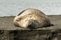 Elephant Seal.20081113_3841